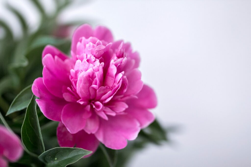 closeup photography pink and white petaled flower